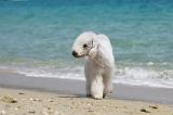 BEDLINGTON TERRIER 040